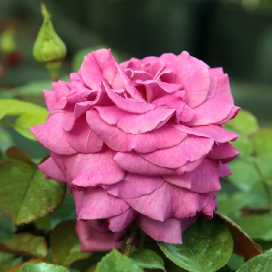 Rózsaszín - Rózsa - Chartreuse de Parme™ - Online rózsa rendelés