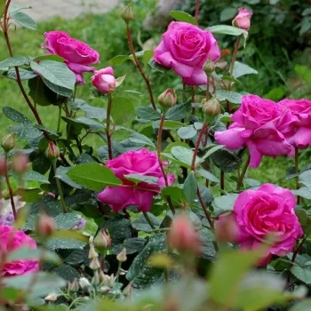 Rosa Chartreuse de Parme™ - ružičasta - Ruža čajevke