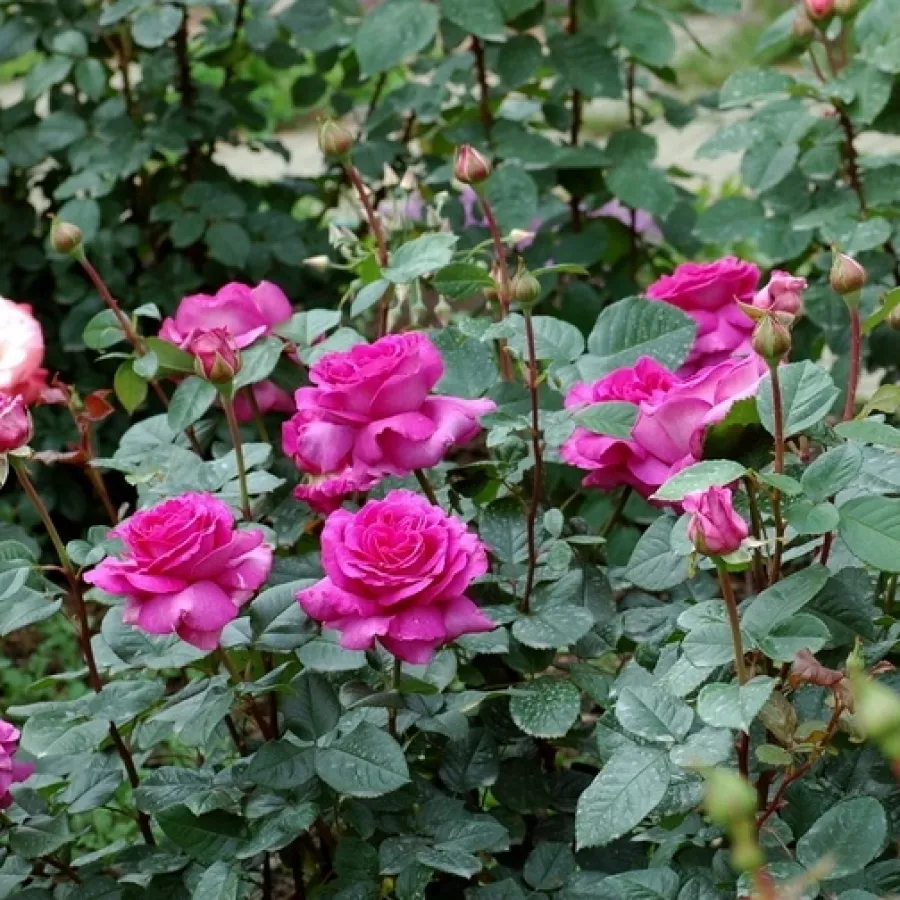 DELviola - Roza - Chartreuse de Parme™ - Na spletni nakup vrtnice