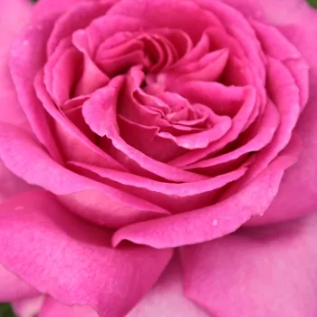 Online rózsa rendelés  - teahibrid rózsa - rózsaszín - intenzív illatú rózsa - alma aromájú - Chartreuse de Parme™ - (80-90 cm)