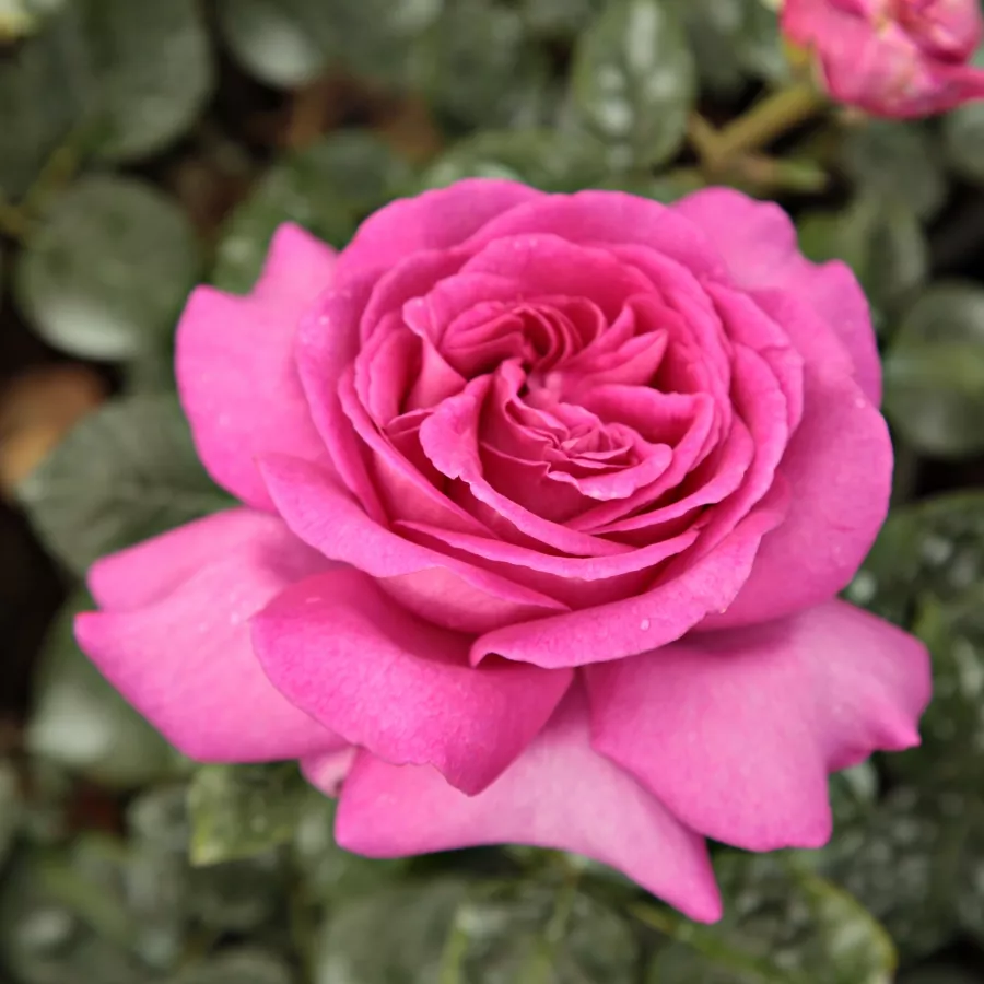 Georges Delbard - Rosa - Chartreuse de Parme™ - rosal de pie alto