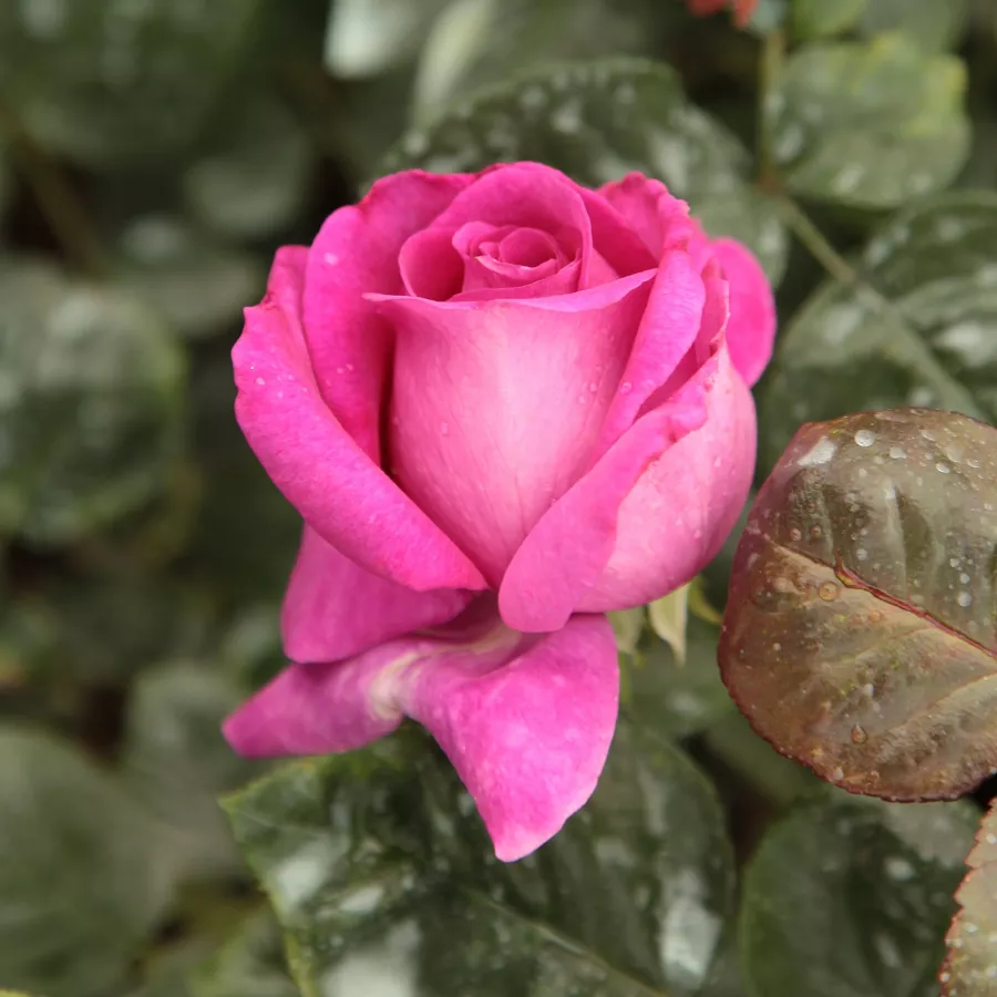 Róża pienna - Róże pienne - z kwiatami hybrydowo herbacianymi - Róża - Chartreuse de Parme™ - 