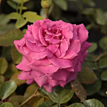 Rosa con tonos morado - árbol de rosas híbrido de té – rosal de pie alto - rosa de fragancia intensa - manzana
