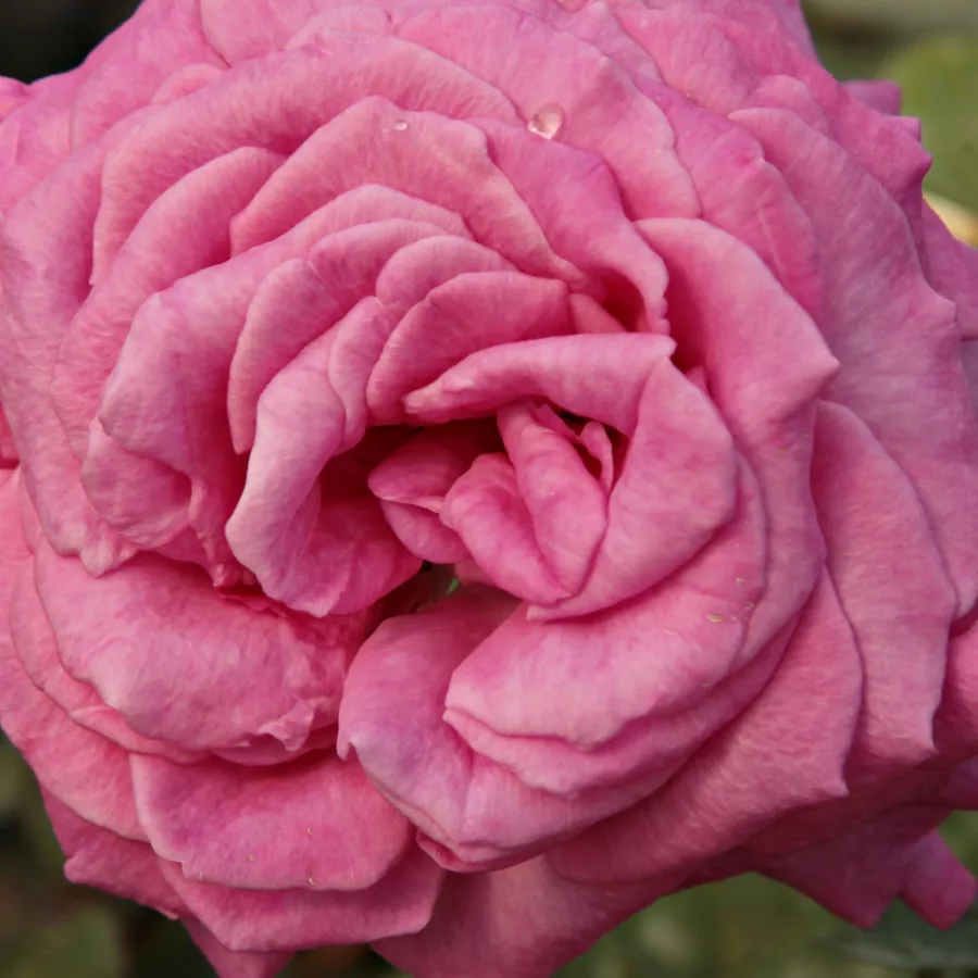 Solitaria - Rosa - Chartreuse de Parme™ - rosal de pie alto