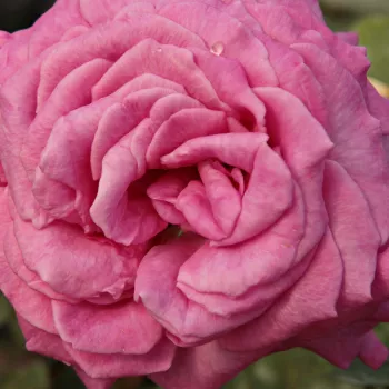 Ružová - školka - eshop  - stromčekové ruže - Stromkové ruže s kvetmi čajohybridov - ružová - Chartreuse de Parme™ - intenzívna vôňa ruží - aróma jabĺk