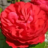 Piros - virágágyi floribunda rózsa - Online rózsa vásárlás - Rosa Cherry Girl® - intenzív illatú rózsa - pézsmás aromájú