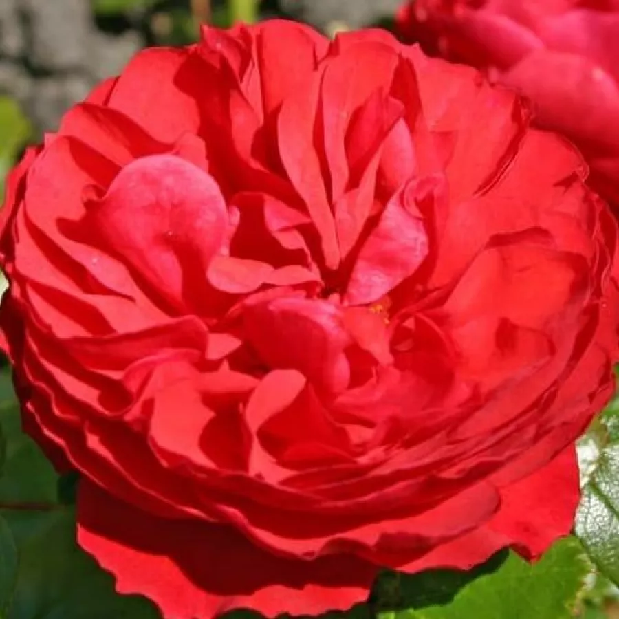 Róże rabatowe grandiflora - floribunda - Róża - Cherry Girl® - Szkółka Róż Rozaria