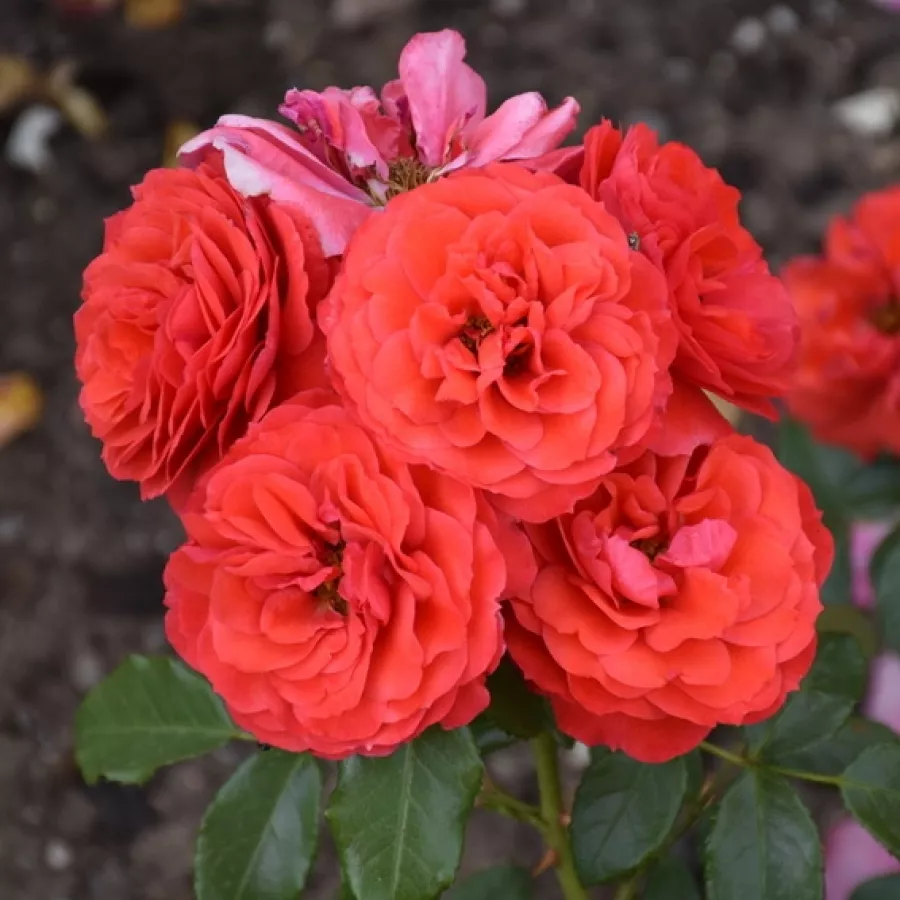 Rosso - Rosa - Cherry Girl® - Produzione e vendita on line di rose da giardino
