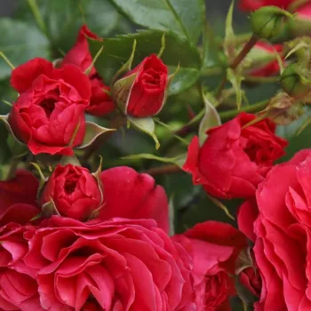 Rosa Cherry Girl® - czerwony - róże rabatowe grandiflora - floribunda