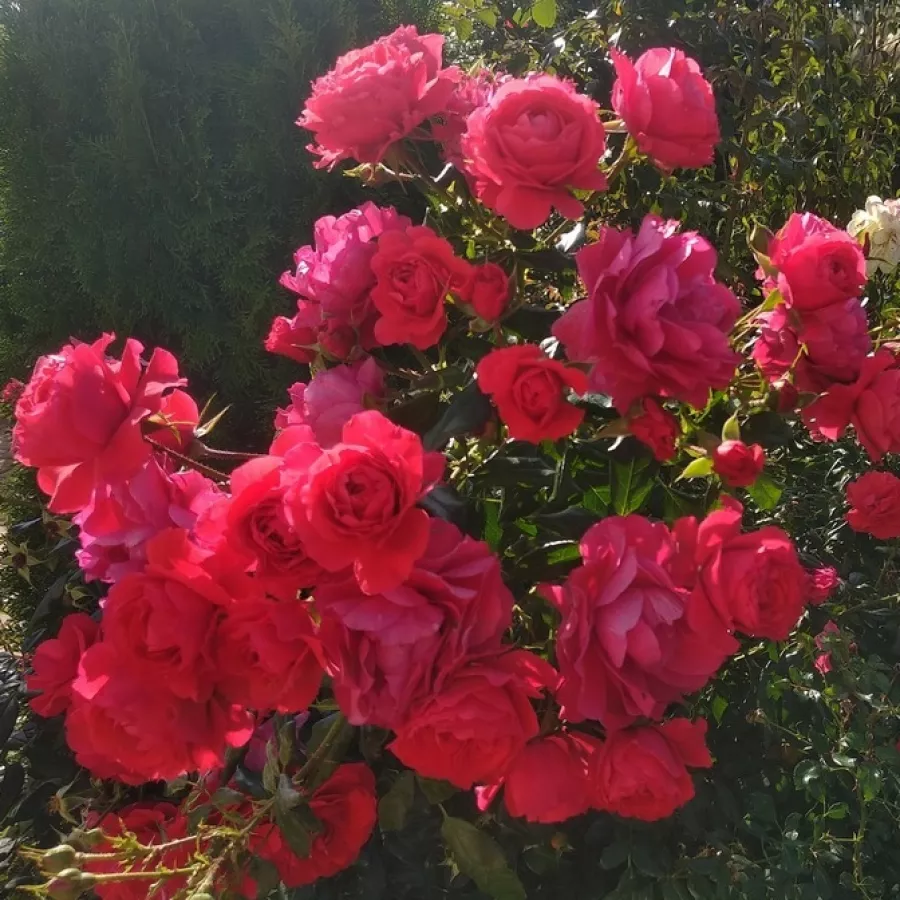 KORkosieb - Róża - Cherry Girl® - Szkółka Róż Rozaria