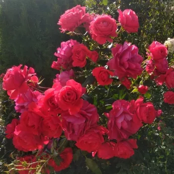 Červený - záhonová ruža - floribunda   (60-70 cm)