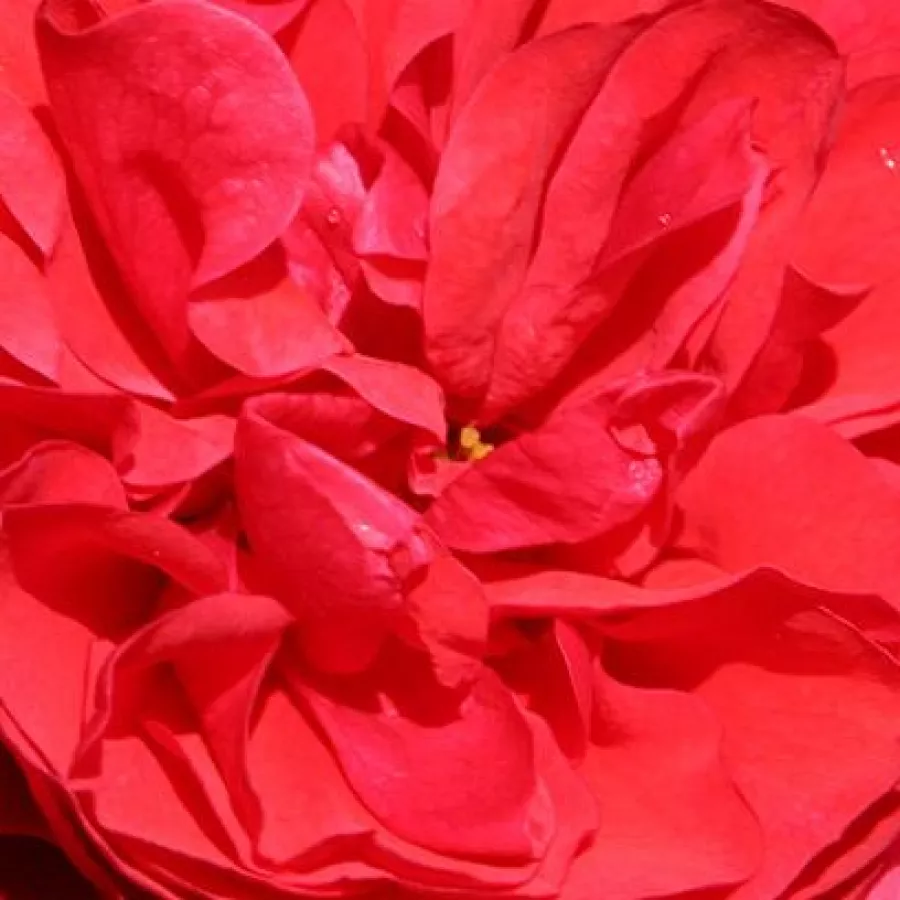 Floribunda - Róża - Cherry Girl® - Szkółka Róż Rozaria