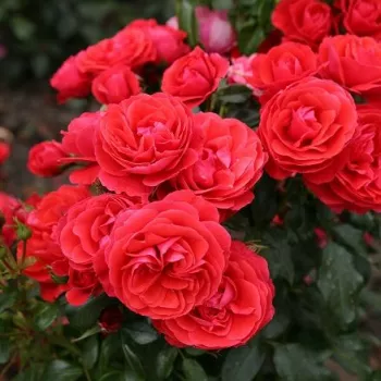 Rojo cereza fuerte - Árbol de Rosas Inglesa - rosal de pie alto- forma de corona tupida