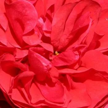 Ružová - školka - eshop  - stromčekové ruže - Stromkové ruže s kvetmi anglických ruží - červený - Cherry Girl® - intenzívna vôňa ruží - pižmo