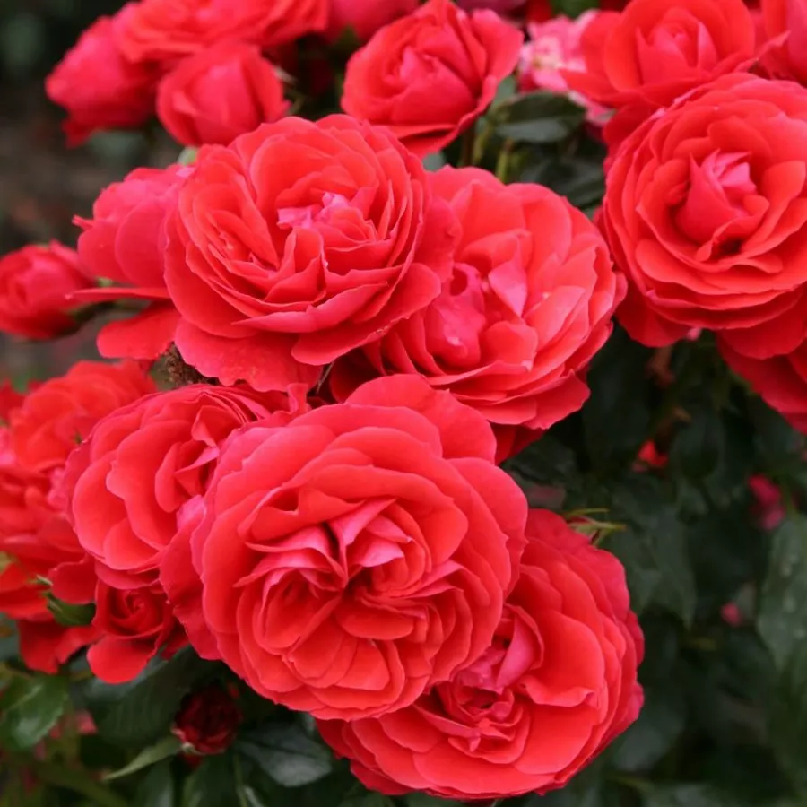Trandafiri Floribunda - Trandafiri - Cherry Girl® - comanda trandafiri online