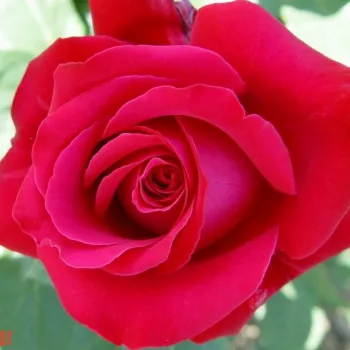 Karmazsinvörös - teahibrid rózsa - intenzív illatú rózsa - citrom aromájú