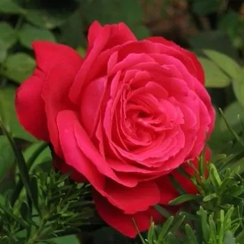 Online rózsa vásárlás - vörös - teahibrid rózsa - Alec's Red™ - intenzív illatú rózsa - citrom aromájú - (75-90 cm)