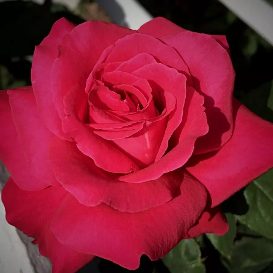 Teahibrid rózsa - Rózsa - Alec's Red™ - Online rózsa rendelés