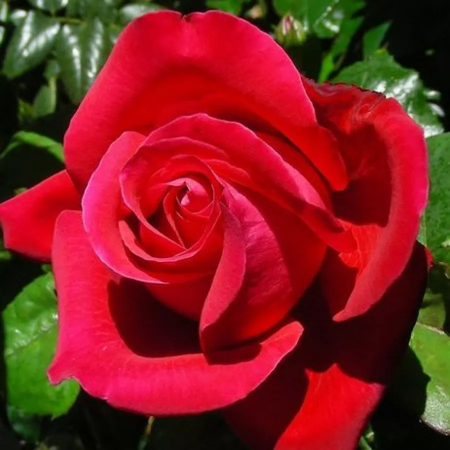 Czerwony - Róża - Alec's Red™ - Szkółka Róż Rozaria