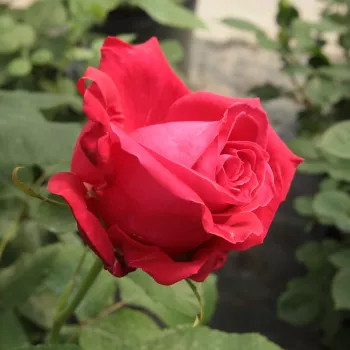 Rosa Alec's Red™ - rojo - árbol de rosas híbrido de té – rosal de pie alto