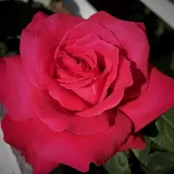 čajohybrid - intenzívna vôňa ruží - citrónová príchuť - červený - Rosa Alec's Red™