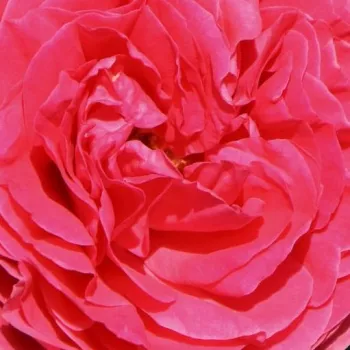 Rózsa kertészet - rózsaszín - teahibrid rózsa - Cherry Lady® - nem illatos rózsa - (70-80 cm)