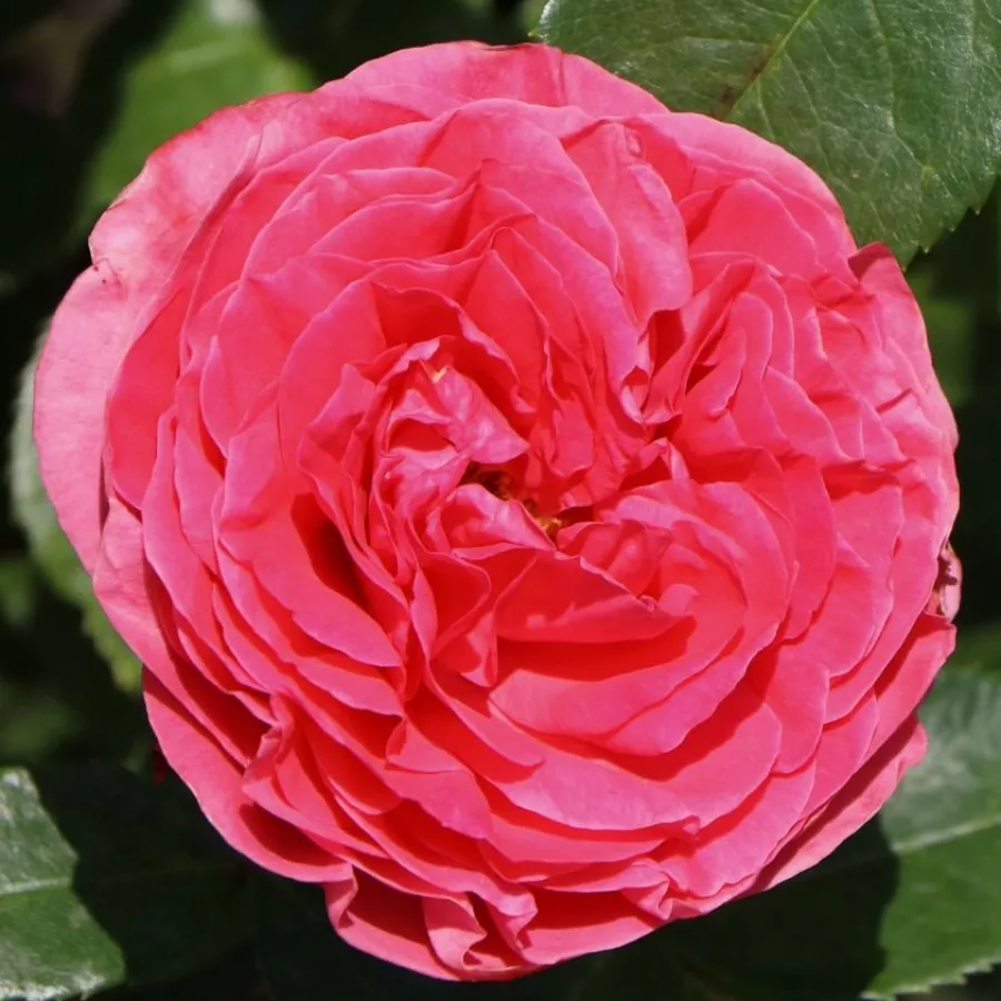 Rose Ibridi di Tea - Rosa - Cherry Lady® - Produzione e vendita on line di rose da giardino