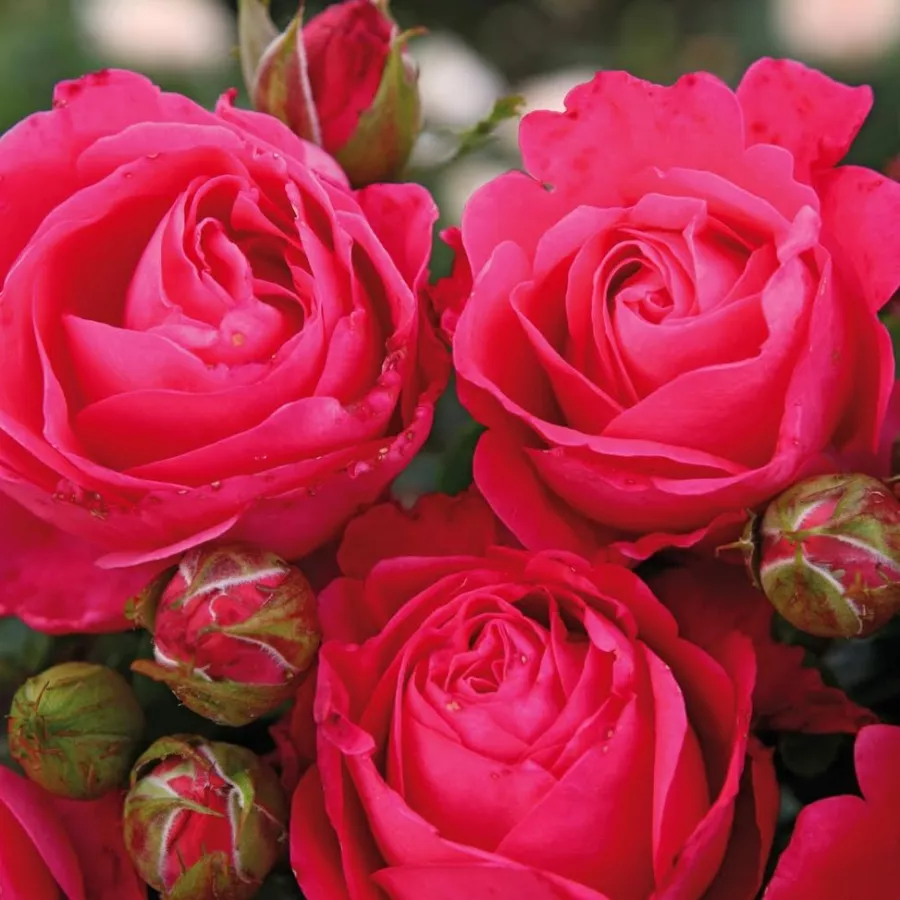 Różowy - Róża - Cherry Lady® - Szkółka Róż Rozaria