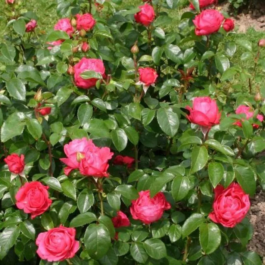 KORladcher - Róża - Cherry Lady® - Szkółka Róż Rozaria