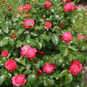 Rosa oscuro - rosales híbridos de té   (70-80 cm)