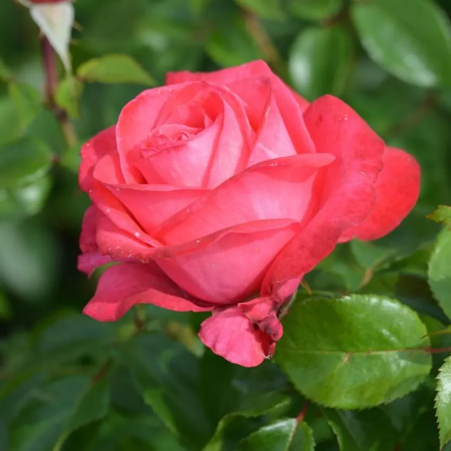 árbol de rosas híbrido de té – rosal de pie alto - Rosa - Cherry Lady® - rosal de pie alto