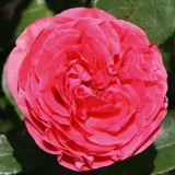 čajohybrid - bez vône - ružová - Rosa Cherry Lady®