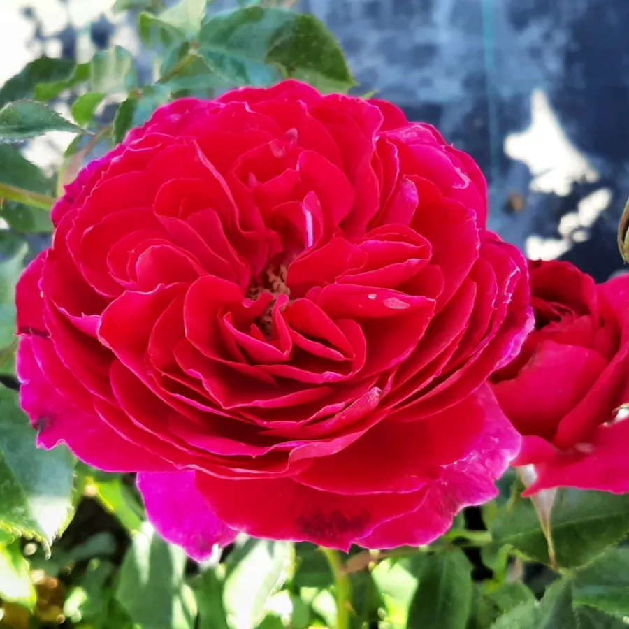 Rose Ibridi di Tea - Rosa - Cherry™ - Produzione e vendita on line di rose da giardino