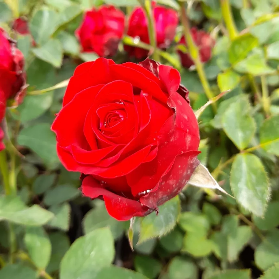 červený - Ruža - Cherry™ - Ruže - online - koupit
