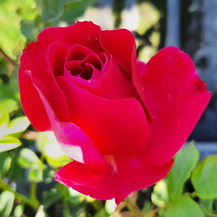 Róża ze średnio intensywnym zapachem - Róża - Cherry™ - Szkółka Róż Rozaria