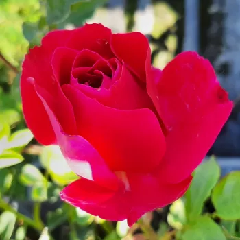 Rosa Cherry™ - rot - teehybriden-edelrosen