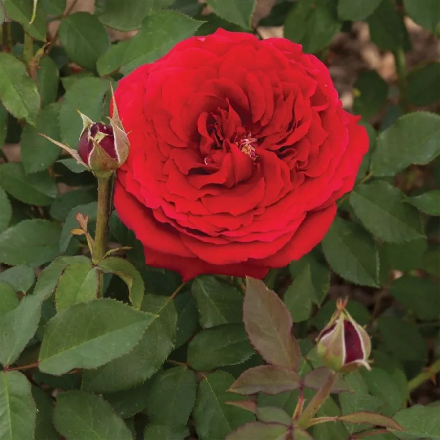 BOZvaz015 - Róża - Cherry™ - Szkółka Róż Rozaria
