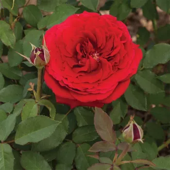 Vörös - teahibrid rózsa - közepesen illatos rózsa - gyöngyvirág aromájú