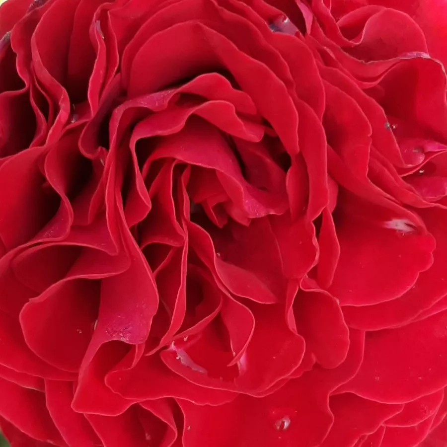 Hybrid Tea - Ruža - Cherry™ - Narudžba ruža