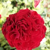 Rdeča - drevesne vrtnice - Rosa Cherry™ - Zmerno intenzivni vonj vrtnice