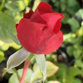 Rosa Cherry™ - roșu - Trandafir copac cu trunchi înalt - cu flori teahibrid - coroană dreaptă