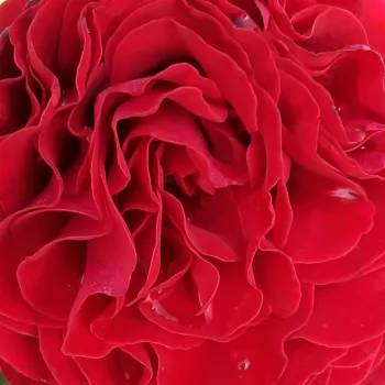 Rosa Cherry™ - trandafir cu parfum intens - Trandafir copac cu trunchi înalt - cu flori teahibrid - roșu - PhenoGeno Roses - coroană dreaptă - ,-
