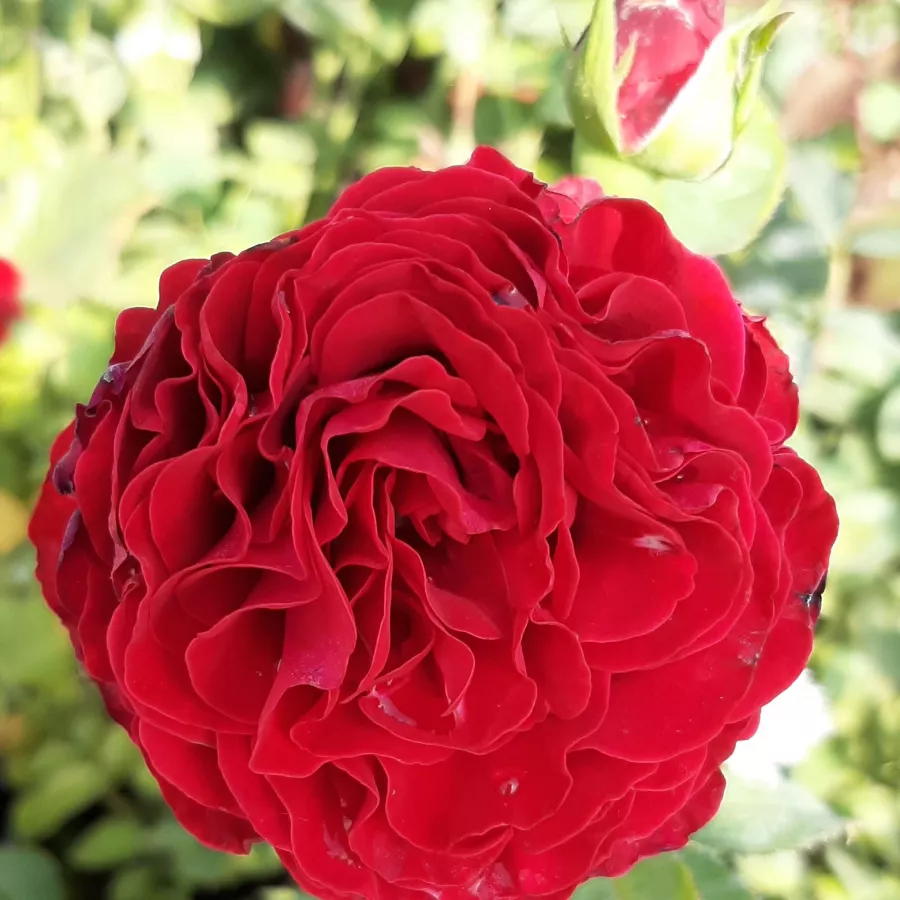 Trandafir cu parfum intens - Trandafiri - Cherry™ - comanda trandafiri online