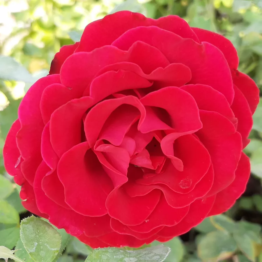 Trandafiri hibrizi Tea - Trandafiri - Cherry™ - comanda trandafiri online