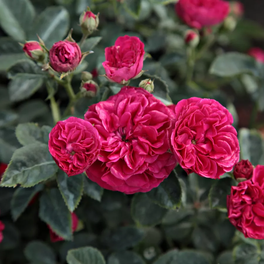 Czerwony - Róża - Chevy Chase - Szkółka Róż Rozaria
