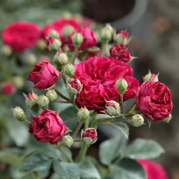 Rosa Chevy Chase - vörös - magastörzsű rózsa - apróvirágú