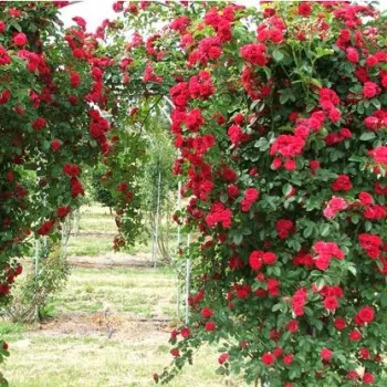 Rojo oscuro - Árbol de Rosas Miniatura - rosal de pie alto- froma de corona llorona