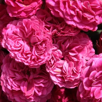Online rózsa rendelés  - vörös - magastörzsű rózsa - apróvirágú - Chevy Chase - diszkrét illatú rózsa - ibolya aromájú