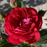 Vörös - diszkrét illatú rózsa - ibolya aromájú - Online rózsa vásárlás - Rosa Chevy Chase - rambler, kúszó rózsa