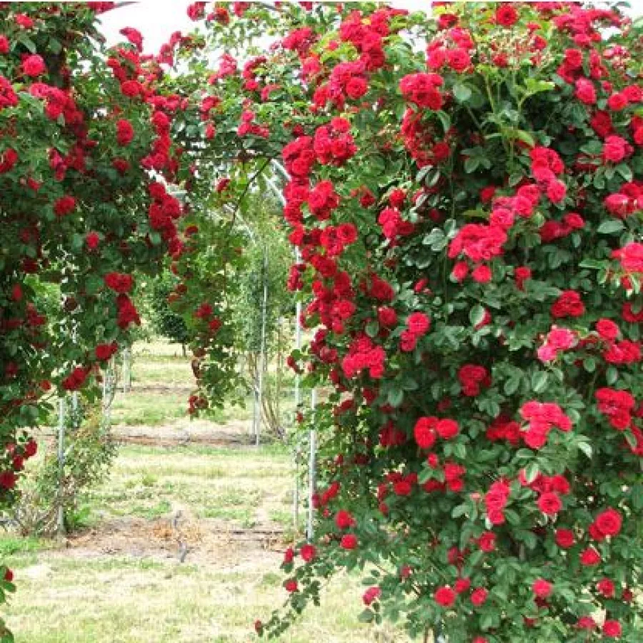 Plină, densă - Trandafiri - Chevy Chase - comanda trandafiri online